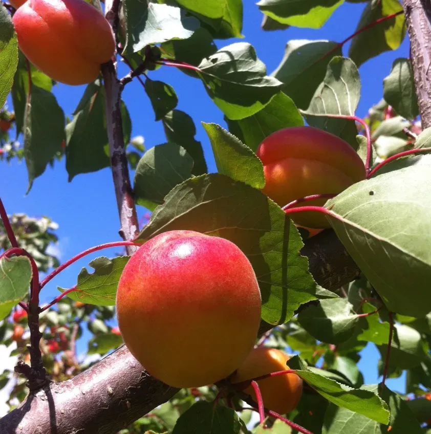 fruits bio