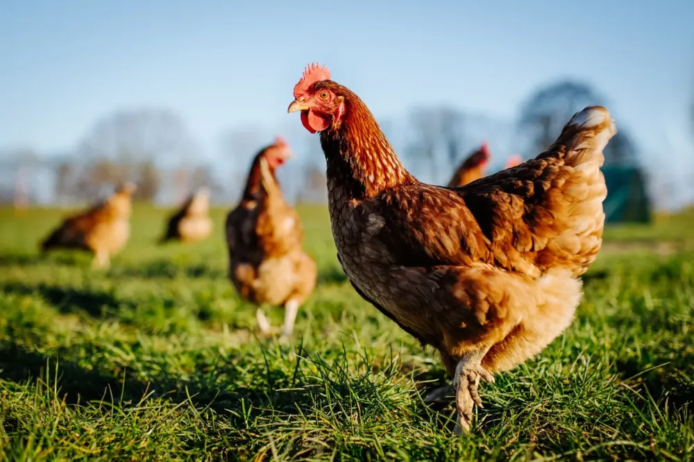 poules